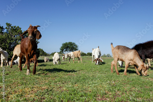 Santa Fe, New Mexico. Goat 