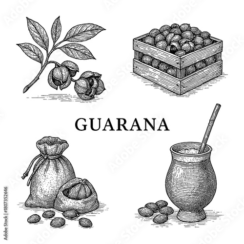 Guarana Plant and Seeds in Vintage Botanical Engraving Style Transparent Background
