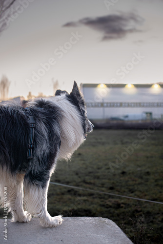 Fotografie Border collie blanco y negro de pelaje largo mira al horizonte al atardecer