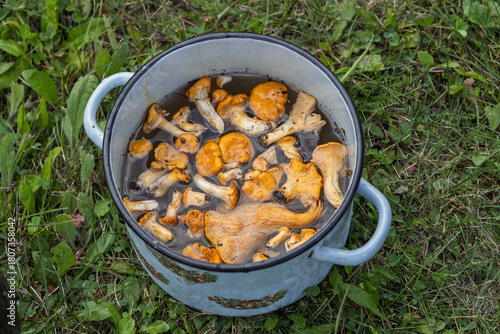 Fresh chanterelles submerged in water inside a light blue enamel pot with floral pattern. Placed on grassy surface, ideal for mushroom preparation or outdoor cooking visuals