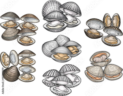 Clam Shells Vector Icon Set, Hand Drawn Engraved Bivalve Seafood Illustration