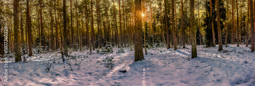  Zima w lesie na Mazurach.