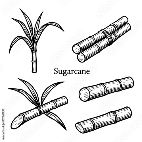 Sugarcane Stalks, Leaves, and Cross-Section in Vintage Botanical Engraving Style, Transparent Background