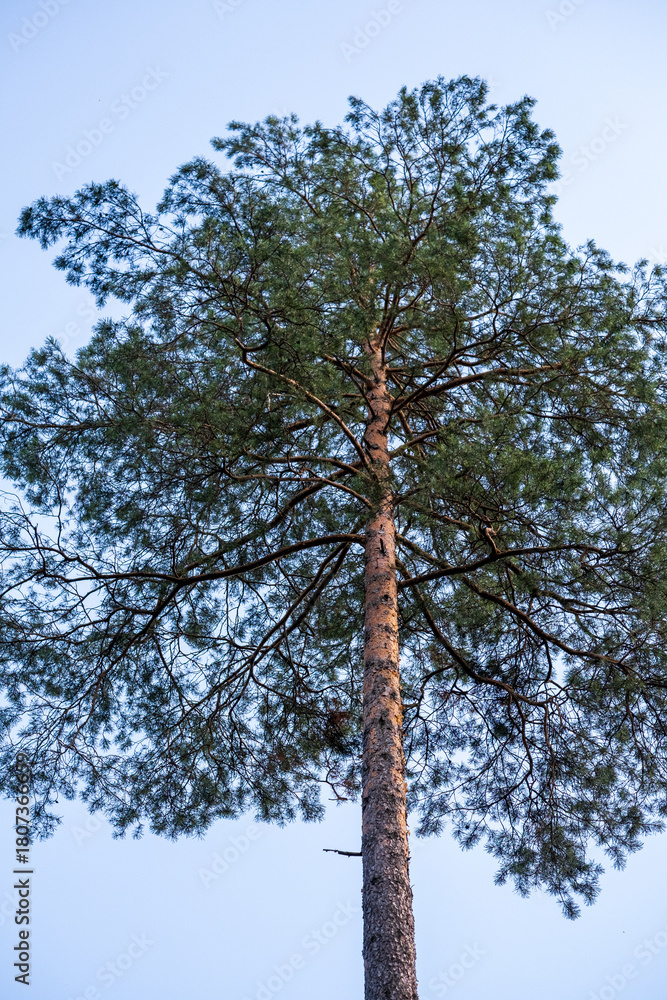 Fototapeta premium Trees in Bialowieza Forest in Poland