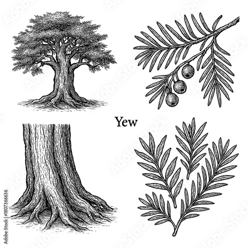 Yew Tree Sketch Set with Leaves and Berries in Vintage Engraving Style, Transparent Background