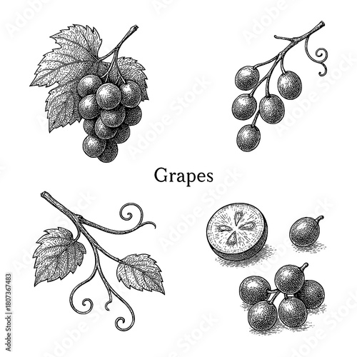 Grapes Botanical Sketch Set with Clusters and Leaves in Vintage Engraving Style, Transparent Background