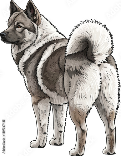 Greenland Dog standing rear view looking away vector illustration