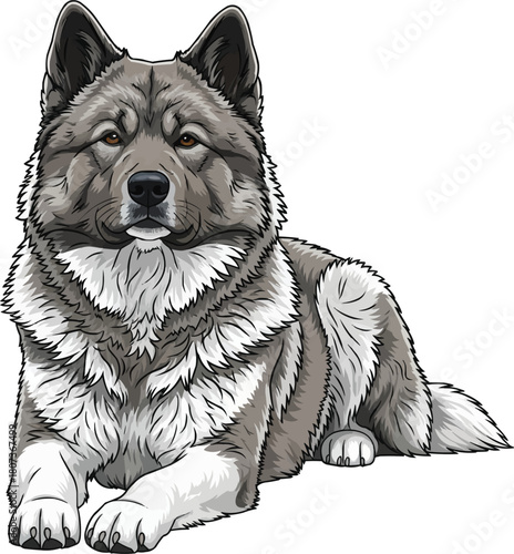 Greenland Dog lying down relaxed resting pose vector illustration