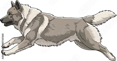 Greenland Dog running energetic side view vector illustration