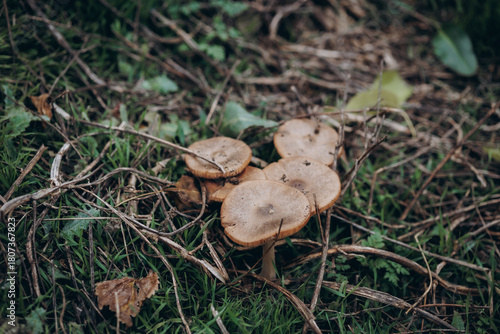 A cluster of wild mushrooms grows naturally across an open meadow, resting on a soft layer of grass and moss.
