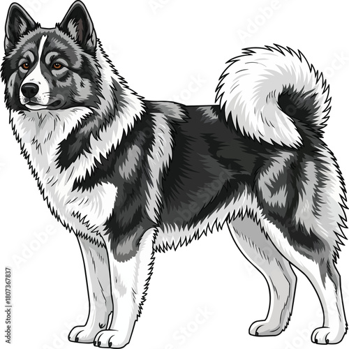 Greenland Dog standing side profile view vector illustration