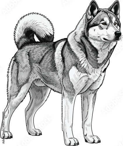 Greenland Dog standing alert focused stance vector illustration 