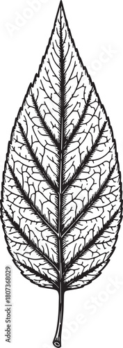 Ven of a tree leaf