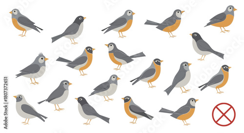 set of different birds