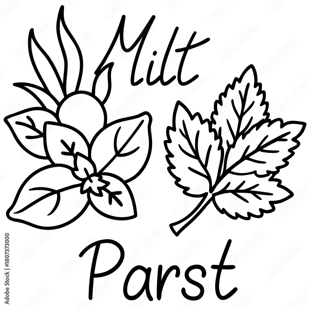 Obraz premium Black and white line art of herbs and leaves isolated on
