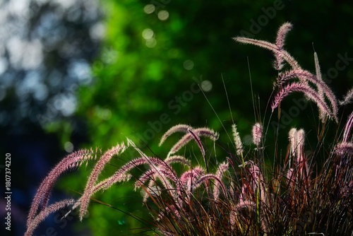 Ornamental Grasses in the late afternoon light