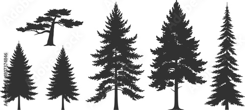 Conifer tree silhouettes, forest shapes, black vector, evergreen design, botanical icons, minimal style, nature graphic, plant elements, illustration set