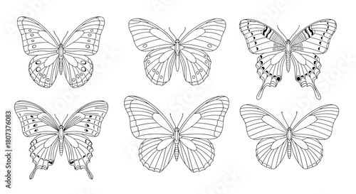 Collection of six different butterfly species presented as detailed black and white outline drawings.