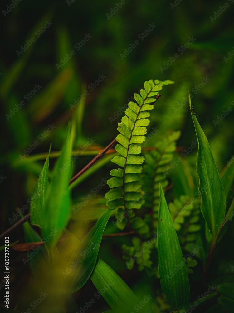 Fototapeta premium Lush Green Fern Leaf in a Vibrant Forest Environment.