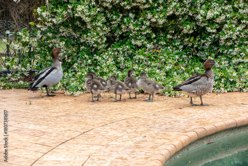 Fototapeta Naklejka Na Ścianę i Meble -  Photograph of a family of Australian Wood Ducks walking around in the sunshine on bricks near a swimming pool in the Blue Mountains in NSW, Australia.