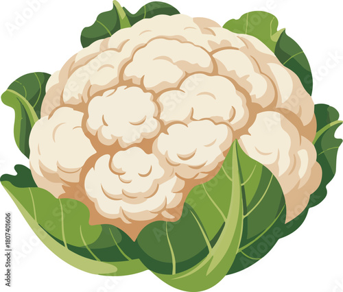 illustration of a cauliflower on isolated background