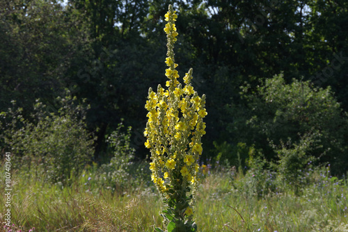 Mullein in a city park in Kharkiv, Ukraine. Tall yellow flower stalks against a natural background. Medicinal plant. Sunny day.