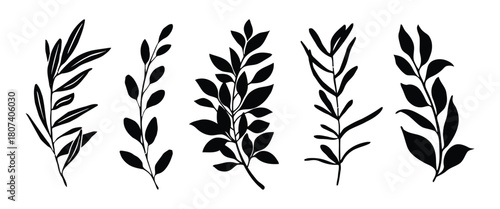 branch, leaf, plant, foliage, botanical, silhouette, black, white background, isolated, nature, organic, design element, graphic, illustration, stem, twig, herb, greenery, growth, natural, simple, cle