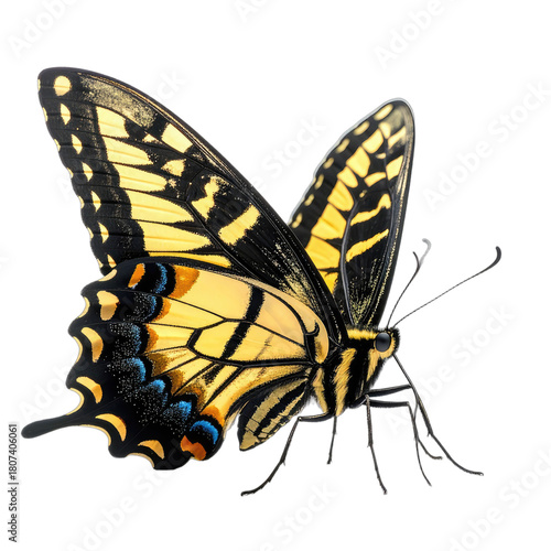 A striking close-up of a yellow and black swallowtail butterfly against a solid black background.