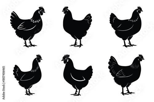 chicken standing of the modern vector silhouettes animals icon collection