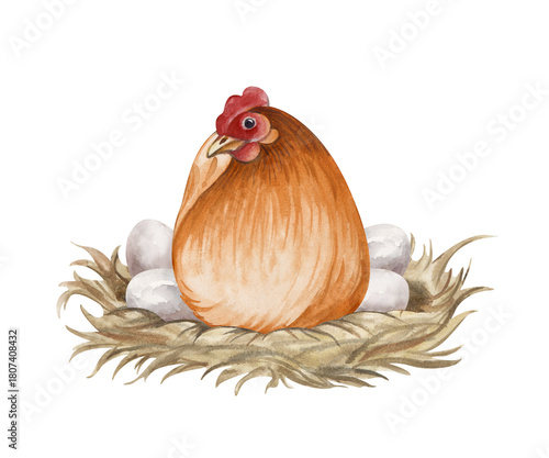 Brown hen hatching eggs on nest watercolor isolated illustration. Sitting poultry yard bird clip art for farm and countryside designs in natural colors. Realistic chicken mother for Easter holiday