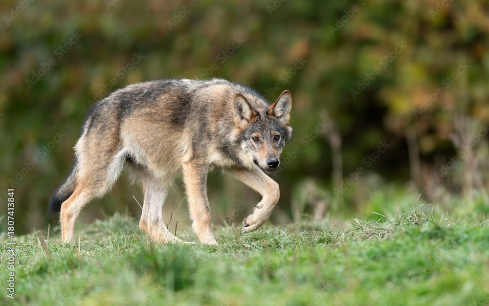 Fototapeta premium Grey wolf ( Canis lupus ) close up