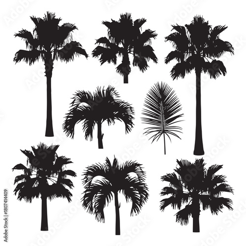 Black palm silhouettes