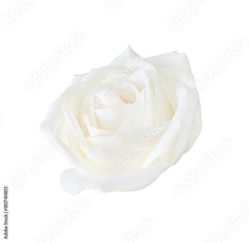 White rose flower. The photo features a fully bloomed white rose on a transpa...