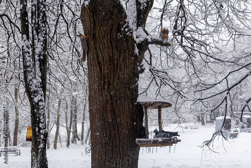 Obraz na płótnie Two Squirrels on a tree with hazelnuts in their teeth, pigeons in a feeder