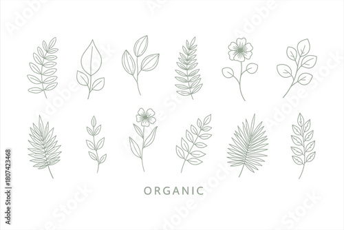 Minimalist Organic Leaf Vector Set