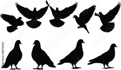 Dove and pigeon silhouettes set, birds flying with spread wings and standing poses, peace and freedom symbol vector graphic illustration