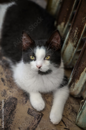 Overhead shot of a cute black and white tuxedo cat looking up