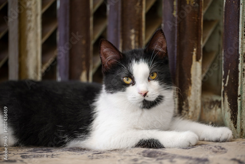 Black and white tuxedo cat lying in front of an old rusty radiator
