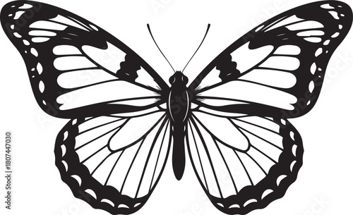 Black and white butterfly with open wings vector