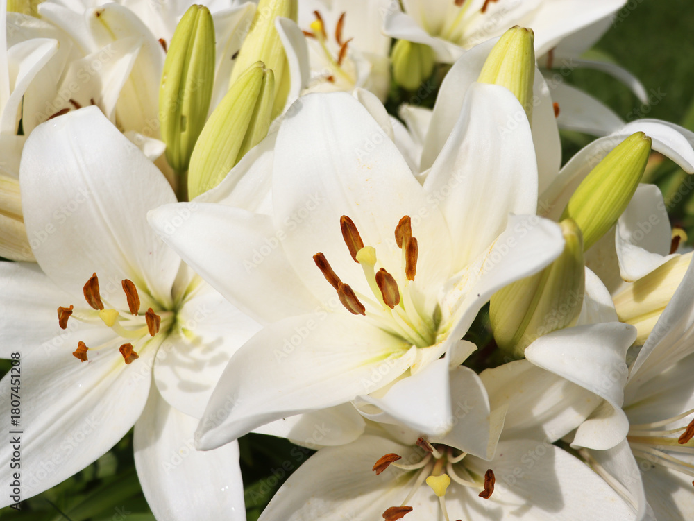 Obraz premium White Easter lily blooming in nature. Pretty lilium flower with bud outside in spring.