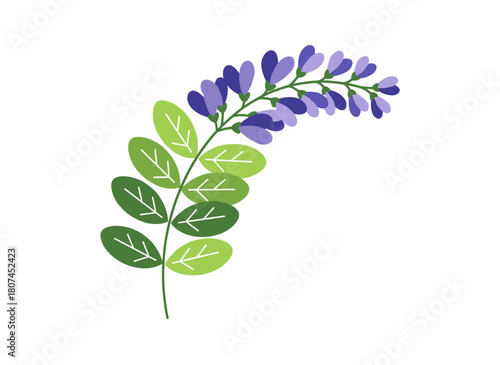 A charming botanical illustration of a blooming licorice plant, featuring its inflorescences and leaves, rendered in a vintage hand‑drawn style, depicting the herbaceous legume used medicinally