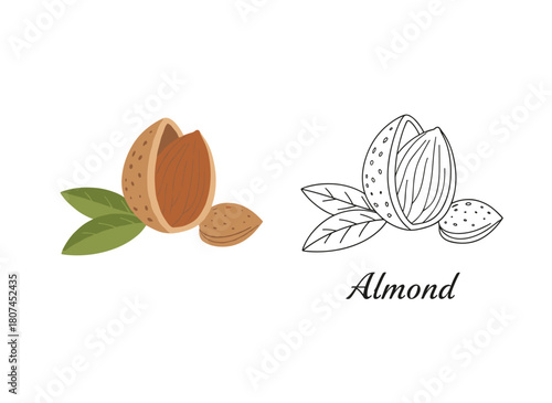 Hand‑drawn, elegant vintage vector illustrations depict both colored and monochrome almond fruits, either in shell or shelled, accompanied by a pair of leaves, showcasing delicious edible drupes or