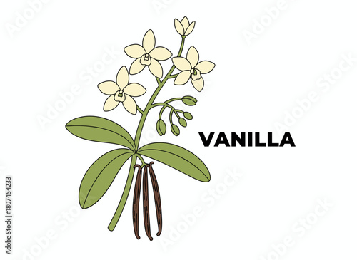 A collection of hand‑drawn, monochrome vector illustrations of vanilla plants, including fruits or pods, blooming flowers, and leaves, all set against a white background in a vintage engraving style