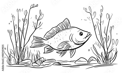 Freshwater Fish Swimming Among Aquatic Plants – Detailed Underwater Vector