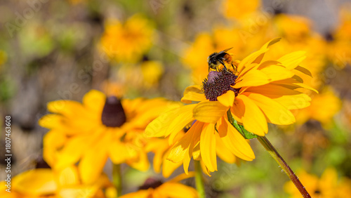 A bumblebee collecting nectar on a bright yellow Rudbeckia flower. Vibrant colors and a soft background create a lively summer atmosphere. Ideal for themes of pollination, nature and ecology.
