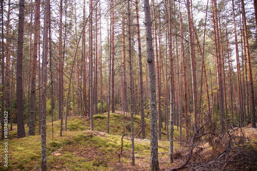 A dark, eerie autumn forest is shrouded in fog. The leaves display vibrant fall colors, and the atmosphere is cold and damp. A pathway winds through the nearly dark, spooky woods.