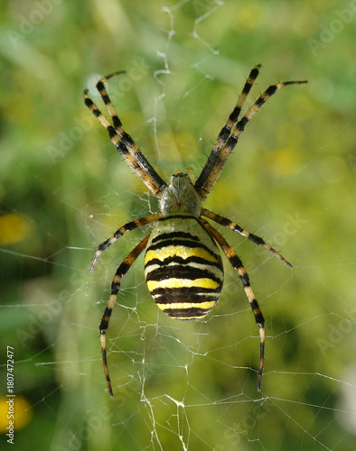 Weibliche Wespenspinne im Netz - female wasp spider on its web - argiope bruennichi