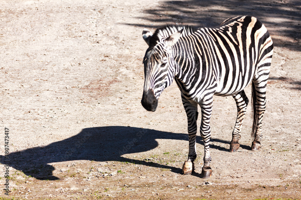 Obraz premium Zebra stands on dry, dusty ground, black and white stripes stark against muted earth. Captured in profile zebra pauses in its habitat, showcasing its coat