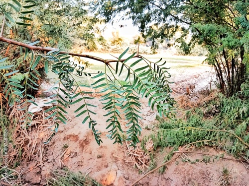 Neltuma glandulosa or Procopius glandulosa torr leaves pattern or honey mesquite plant leaves pattern 