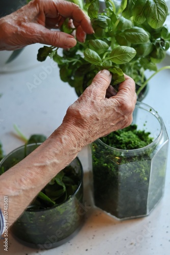 The process of preparing pasta with pesto from spinach, basil, green peas and green parsley: mixing the leaves